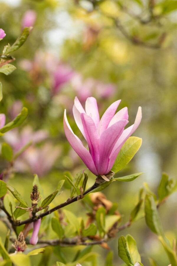 Magnolia 'Susan' HA 120 P/K Magnolia 'Susan' Halbstamm 120cm Stamm