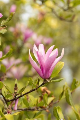 Magnolia 'Susan' halfstam 120cm stam