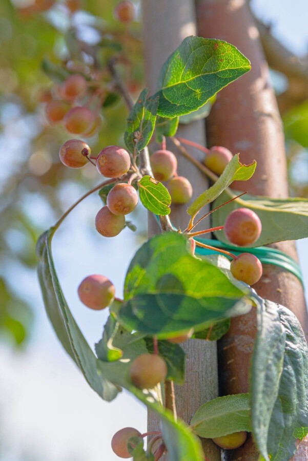 Malus Stre Par Malus baccata 'Street Parade'