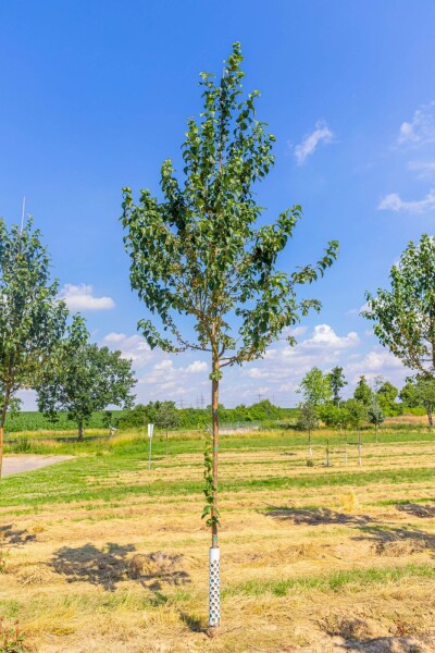 Malus baccata 'Street Parade' hoogstam