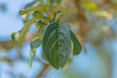 Malus baccata 'Street Parade' hochstamm 12/14