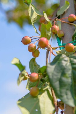 Malus baccata 'Street Parade' hochstamm 12/14