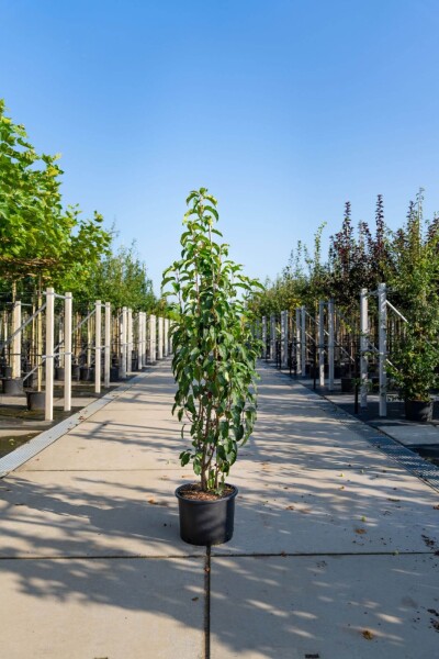 Malus baccata 'Street Parade' meerstammig