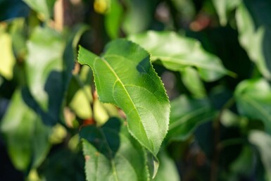 Malus baccata 'Street Parade' mehrstämmig 300-350