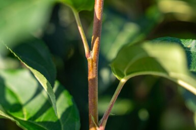 Malus baccata 'Street Parade' mehrstämmig 300-350