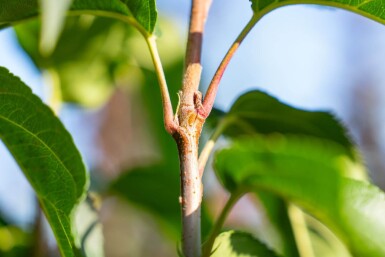 Malus baccata 'Street Parade' mehrstämmig 300-350