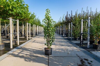 Malus baccata 'Street Parade' mehrstämmig 300-350