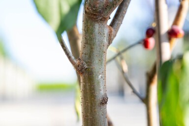 Malus baccata 'Street Parade' mehrstämmig 300-350