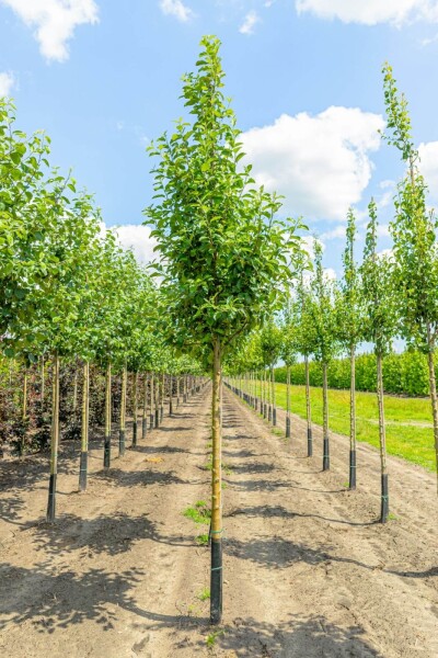 Malus domestica 'Elstar' Malus domestica 'Elstar'