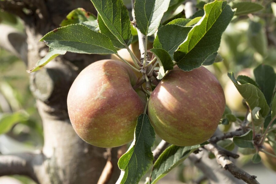 Malus 'Elstar' Malus domestica 'Elstar'