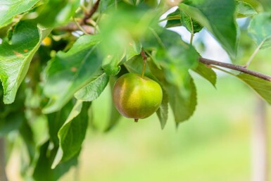 Malus domestica 'Elstar' hoogstam 10/12