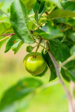 Malus domestica 'Elstar' hoogstam 10/12