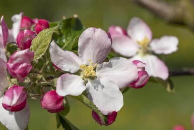 Malus domestica 'Elstar' hoogstam 10/12