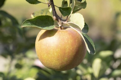 Malus domestica 'Elstar' hoogstam 10/12