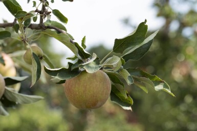 Malus domestica 'Elstar' hoogstam 10/12