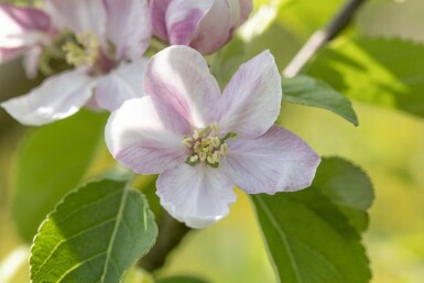 Malus domestica 'Elstar' hoogstam 10/12