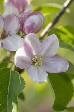 Malus domestica 'Elstar' hoogstam 10/12