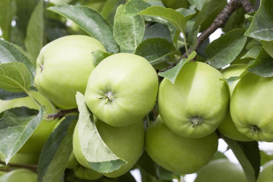 Mal Gold Del Malus domestica 'Golden Delicious'