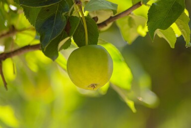 Malus domestica 'Golden Delicious' hochstamm 12/14