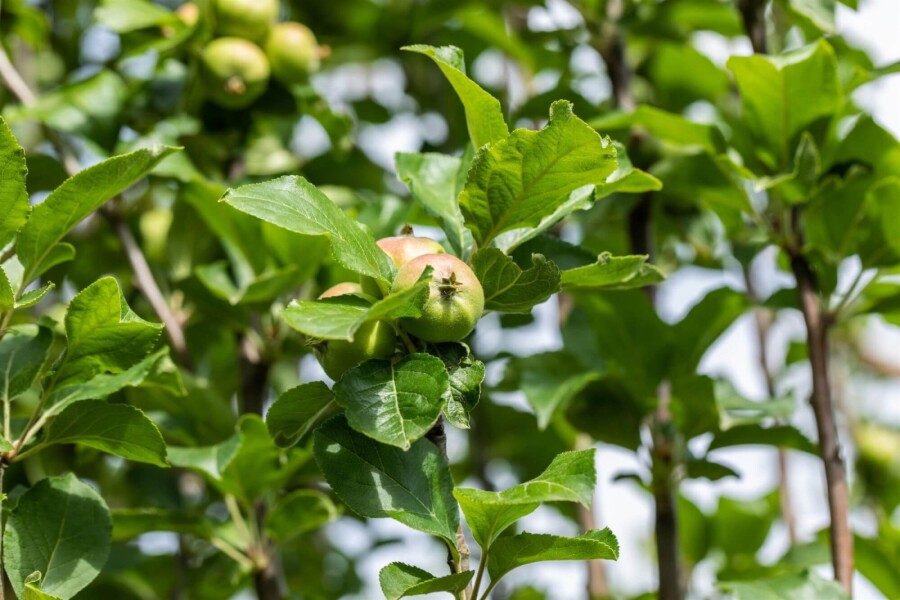 Mal Jam Grie HO 10/12 P/K Malus domestica 'James Grieve' Hochstamm 10/12