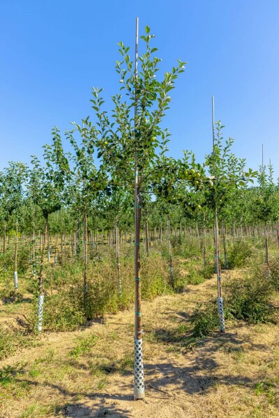 Malus domestica 'James Grieve' Hochstamm Malus domestica 'James Grieve' Hochstamm