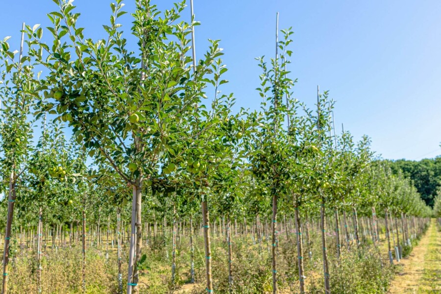 Mal Jam Grie HO 10/12 P/K Malus domestica 'James Grieve' Hochstamm 10/12