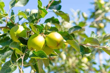Mal Jam Grie HO 10/12 P/K Malus domestica 'James Grieve' Hochstamm 10/12