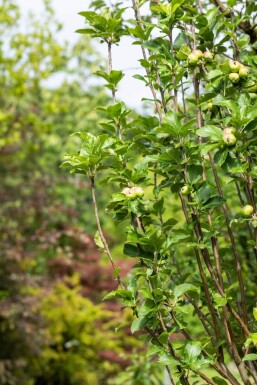 Mal Jam Grie HO 10/12 P/K Malus domestica 'James Grieve' Hochstamm 10/12
