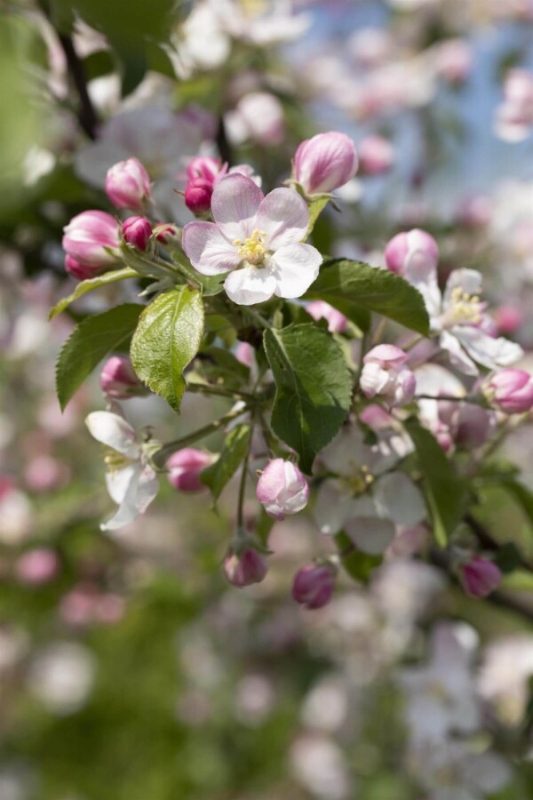 Malus Jonagold Malus domestica 'Jonagold'