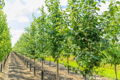 Malus domestica 'Jonagold' hochstamm 10/12