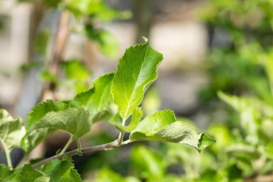 Malus domestica 'Jonagold' hochstamm 10/12