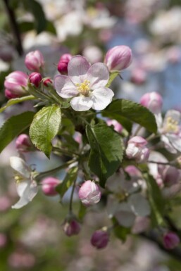 Malus domestica 'Jonagold' hochstamm 10/12