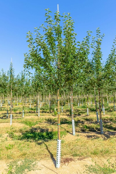 Malus domestica 'Roter Berlepsch'