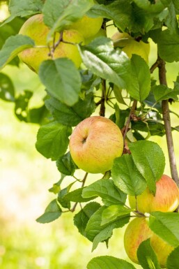 Malus domestica 'Roter Berlepsch'