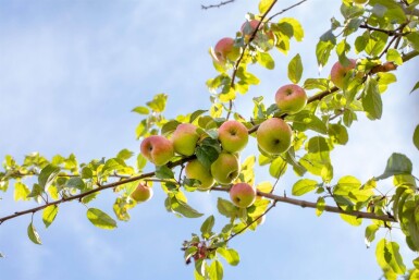 Malus domestica 'Roter Berlepsch' hochstamm 12/14