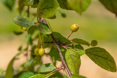 Malus floribunda