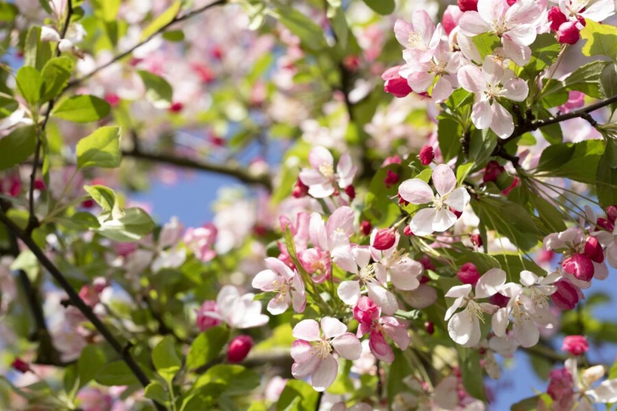 Malus floribunda Malus floribunda