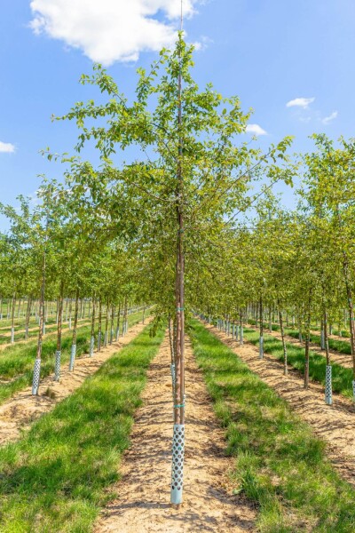 Malus floribunda Hochstamm Malus floribunda Hochstamm