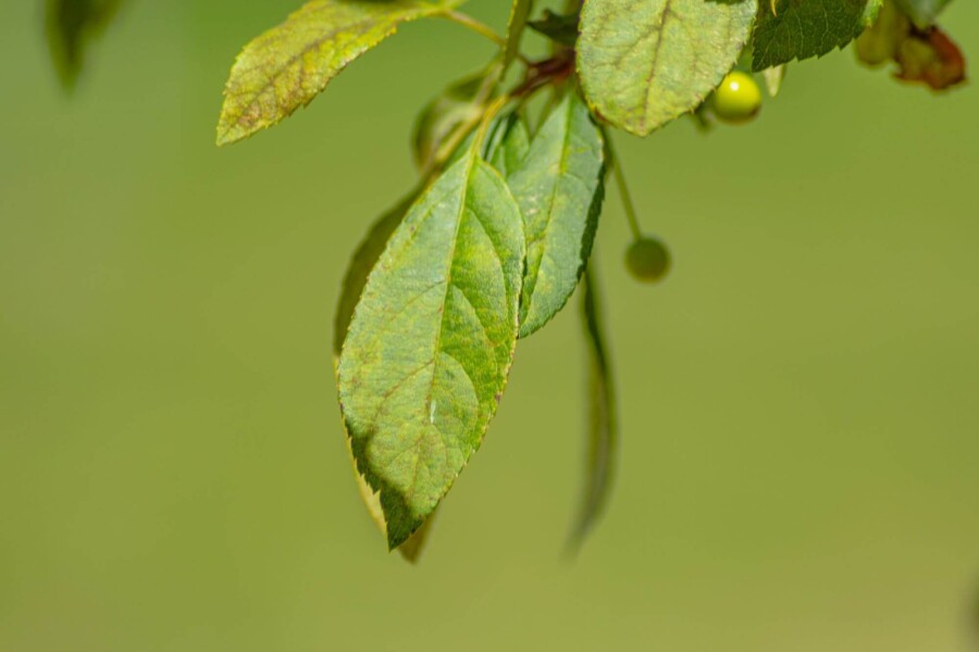 Malus floribunda HO 10/12 P/K Malus floribunda Hochstamm 10/12