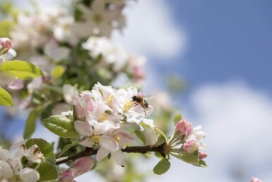 Malus floribunda hochstamm 10/12