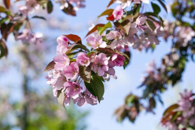 Malus floribunda hochstamm 10/12