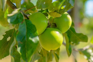 Malus sylvestris