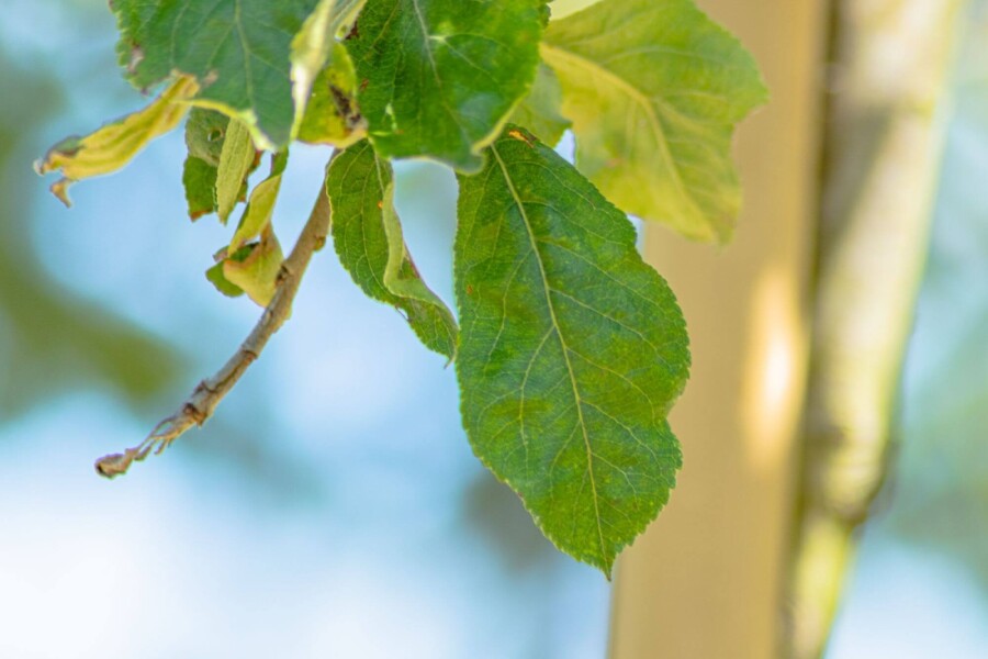 Malus sylvestris Malus sylvestris