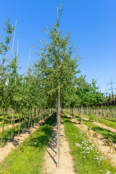 Malus sylvestris Hochstamm Malus sylvestris Hochstamm