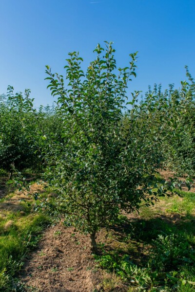 Malus sylvestris meerstammig