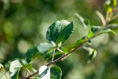 Malus sylvestris mehrstämmig 200-250