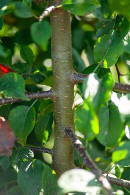 Malus sylvestris mehrstämmig 200-250