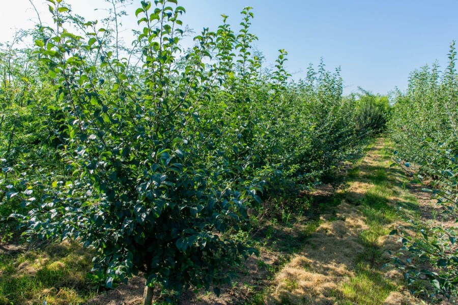 Malus sylvestris ME 200-250 P/K Malus sylvestris Mehrstämmig 200-250