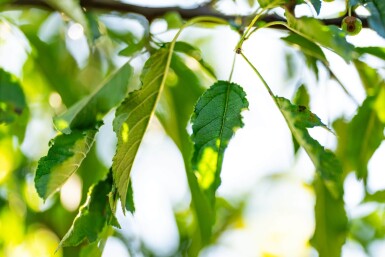 Malus toringo