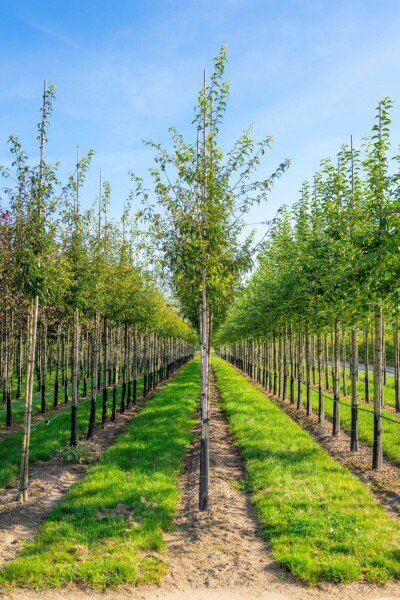 Malus toringo hochstamm